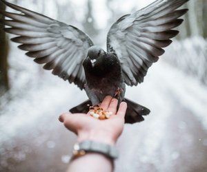 Tauben: Diese Rassen findest du in Deutschland