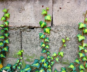 Ist Efeu giftig? Wir erklären dir, worauf du achten solltest