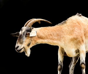 Chinesische Sternzeichen: Ziege