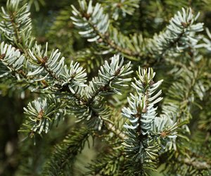 Fichte oder Tanne? Der Unterschied ist klar