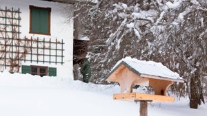 Magie vor der Haustür: 6 Vogelarten, die dich im Winter besuchen
