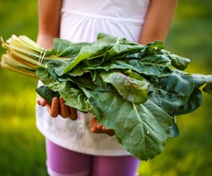 Mangold haltbar machen: So bleibt er frisch und knackig