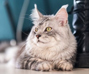 Eure Katze gurrt? Das steckt dahinter