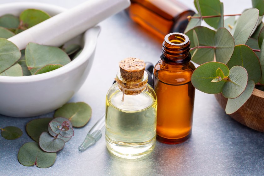 Eucalyptus leaves and essential oil
