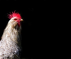 Chinesische Sternzeichen: Hahn