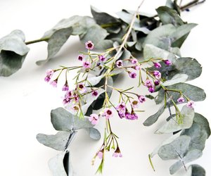 Eukalyptus in der Schwangerschaft: Das solltest du beachten