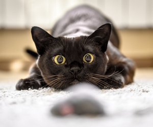 An diesen IKEA DIYs findet deine Katze mit Sicherheit Gefallen