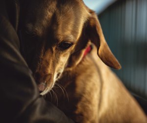 13 hilfreiche Tipps, damit euer Familienhund Silvester besser meistert