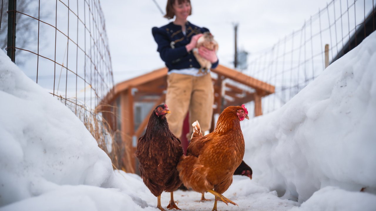 Woman holding and around her chickens that she raises in the backyard in an outdoor winter enclosure.  Located in Anchorage, Alaska.