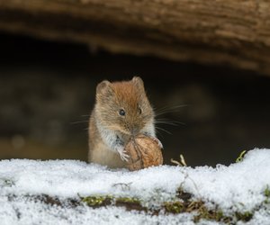 Deshalb hören Wühlmäuse auch im tiefsten Winter nicht auf zu graben
