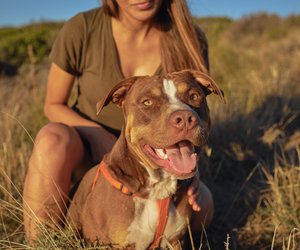 Diese Hunderassen sind in Deutschland verboten