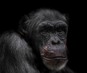 Chinesische Sternzeichen: Der Affe ist ein kleiner Schauspieler