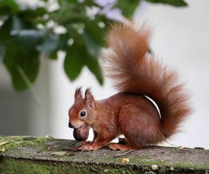 Warum vergraben Eichhörnchen Nüsse? Die Antwort wird dich erstaunen!