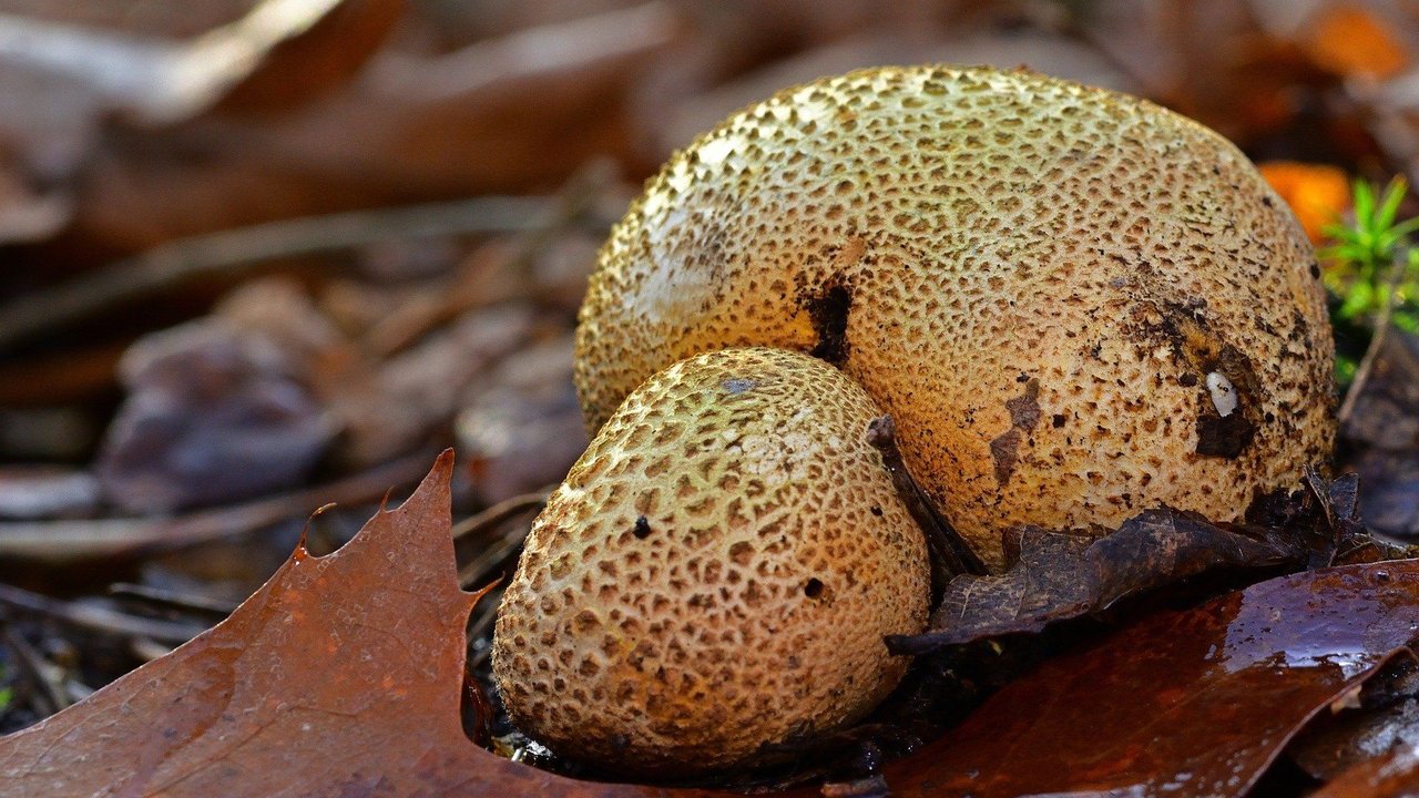 Vorsicht beim dickschaligen Kartoffelbovist! 