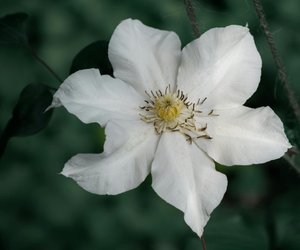Ist die Clematis giftig? Eine unterschätzte Schönheit