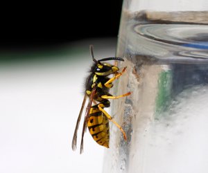 Wespenplage im Garten? So wirst du sie im Sommer effektiv los