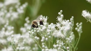 Können Bienen stechen? Das passiert, wenn du gestochen wirst