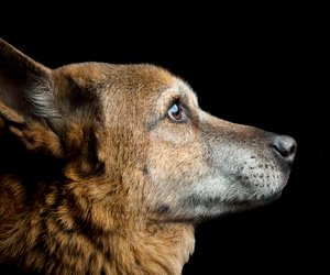 Chinesische Sternzeichen: Hund