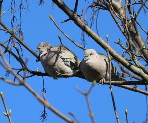 Wie schlafen Tauben? Kindgerecht erklärt