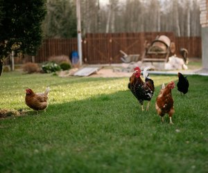 Fressen Hühner Schnecken?