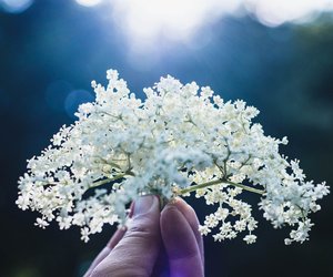 Holunder in der Schwangerschaft: Ist er erlaubt?