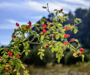 Hagebutten giftig – Welche Arten kann man essen?