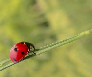Gibt es Marienkäfer-Arten, die giftig sind? Spannende Fakten
