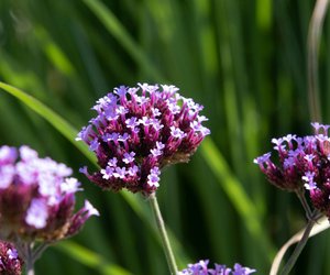 Ist Eisenkraut eigentlich giftig – wir klären auf