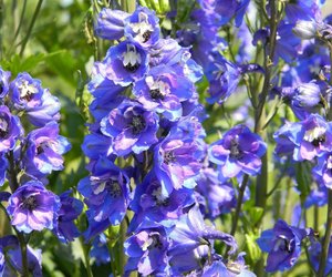 Ist Rittersporn giftig? Das solltest du wissen