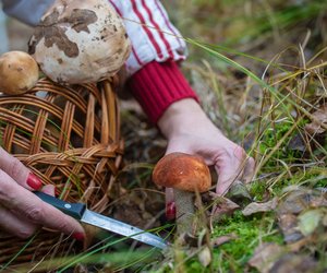 Pilze sammeln: Mit diesen 4 Gadgets startest du durch