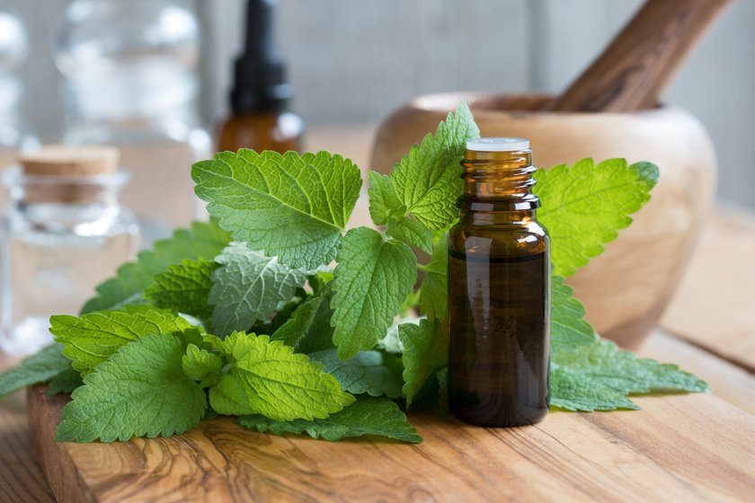 Melissa (lemon balm) essential oil - a bottle with fresh melissa leaves