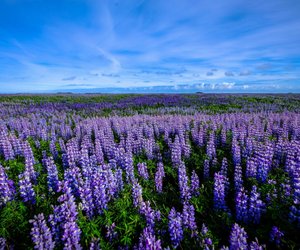 Sind Lupinen giftig? Das solltest du wissen