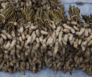 Für Kinder erklärt: Wo wachsen Erdnüsse? 