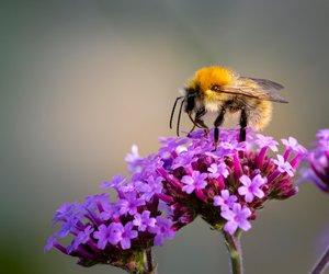 So gestaltest du einen insektenfreundlichen Balkon, der auch für deine Kinder geeignet ist