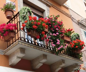 Damit dein Balkon zum Hingucker wird: 10 tolle Ideen, wie du Blumen im Balkonkasten kombinieren kannst